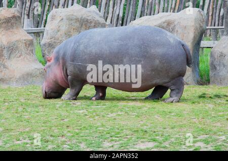 De grandes promenades hippo sur terre, dort, se trouve sur l'herbe et boit l'eau, gros plan Banque D'Images