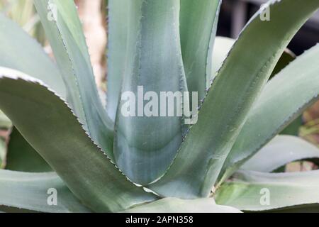 Agave est une usine de grande taille. Contexte. Faible profondeur de champ sur les feuilles de la plante. Banque D'Images