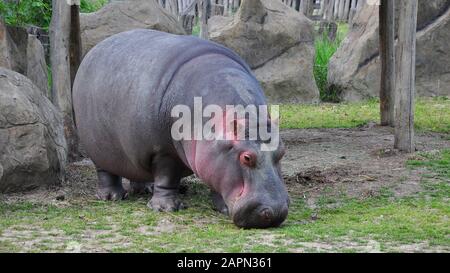 De grandes promenades hippo sur terre, dort, se trouve sur l'herbe et boit l'eau, gros plan Banque D'Images