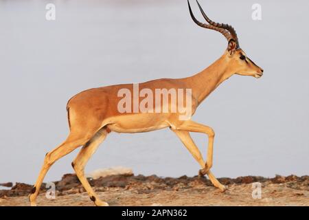 Gros plan d'une antilope sur un sol rocailleux Banque D'Images