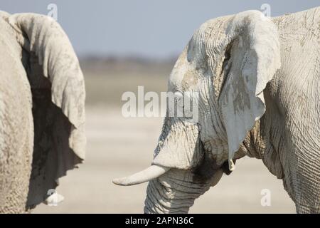 Gros plan extrême de deux éléphants avec de la boue séchée leur corps Banque D'Images