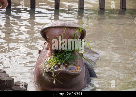 Grand hippopotame avec bouche ouverte, manger de la nourriture, gros plan Banque D'Images