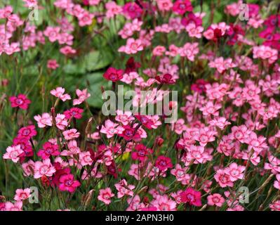 Plante rose fleur de Maiden Dianthus deltoides Banque D'Images