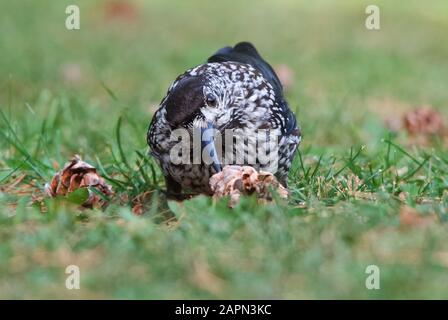 Casse-noix à pois debout sur de l'herbe verte Banque D'Images