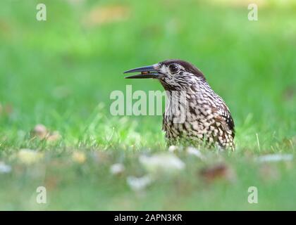 Casse-noix à pois debout sur de l'herbe verte Banque D'Images