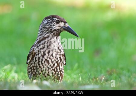 Casse-noix à pois debout sur de l'herbe verte Banque D'Images