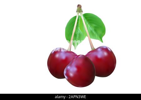 Cerises isolées sur fond blanc. Baies de cerisier mûres réalistes avec feuilles. Fruits frais pour icône, étiquette, emblèmes, publicité, panneaux d'affichage.Vector Illustration de Vecteur