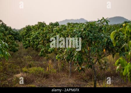 Mangues vertes sur l'arbre. Les manguiers dans un domaine en pleine croissance en Asie. Plantation de fruits Mangues. De délicieux fruits sont riches en vitamines. Banque D'Images
