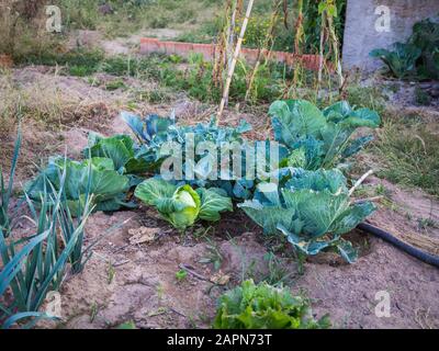 Jardin de légumes verts et autres légumes pendant la journée Banque D'Images