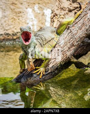 Gros plan d'un iguane vert assis sur une pièce de bois à bouche ouverte Banque D'Images