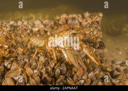 Écrevisse de rivière (Astacus leptodactylus, Astacus astacus) sur une colonie de mollusques bivalves moule zébrée (Dreissena polymorpha). Dnieper River, Zaporizhia O Banque D'Images