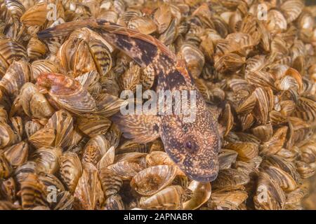 Gros plan du goby de Racer (Babka gymnotracheus) se trouve sur une colonie de mollusques bivalves moule zébrée (Dreissena polymorpha). Rivière Dnieper Banque D'Images