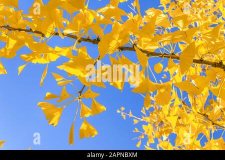 Ginkgo biloba en automne, Arboretum national des Barres, France Banque D'Images