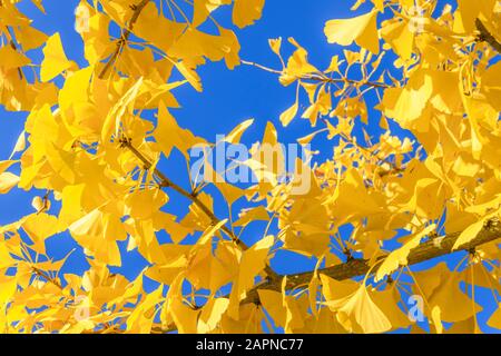 Ginkgo biloba en automne, Arboretum national des Barres, France Banque D'Images