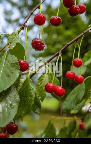 Branches d'arbres avec cerises rouges mûres entourées de feuilles vertes et recouvertes de gouttes d'eau. Des fruits frais et humides poussent dans le jardin du verger. Sélectif Banque D'Images