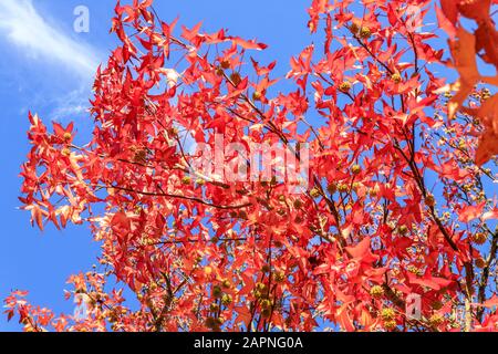 Gomme sucrée américaine, Liquidambar styraciflua en automne, Arboretum national des Barres Banque D'Images