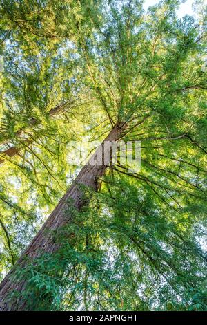 Sequoia sempervirens, Arboretum national des Barres Banque D'Images