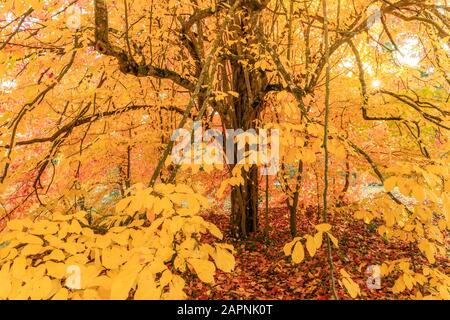 Parrutia persica, ferronnerie persane en automne, Arboretum national des Barres Banque D'Images