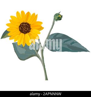 Tournesol avec pétales jaunes et feuilles vertes.Vector sur fond blanc. Banque D'Images