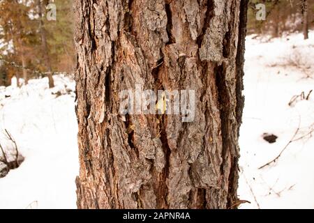 Le tronc et l'écorce d'un Larch occidental (Larix occidentalis). Les taches de la sève de l'arbre peuvent indiquer le début des dommages causés par le dendroctone. Hiver. Troy, Montana. Oth Banque D'Images