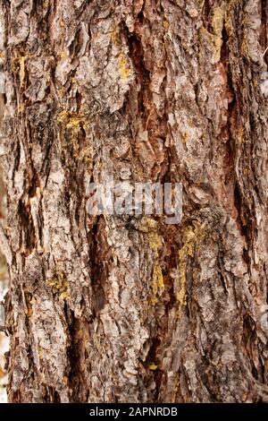 Le tronc et l'écorce d'un Larch occidental (Larix occidentalis). Les taches de la sève de l'arbre peuvent indiquer le début des dommages causés par le dendroctone. Hiver. Troy, Montana. Oth Banque D'Images