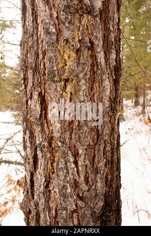 Le tronc et l'écorce d'un Larch occidental (Larix occidentalis). Les taches de la sève de l'arbre peuvent indiquer le début des dommages causés par le dendroctone. Hiver. Troy, Montana. Oth Banque D'Images