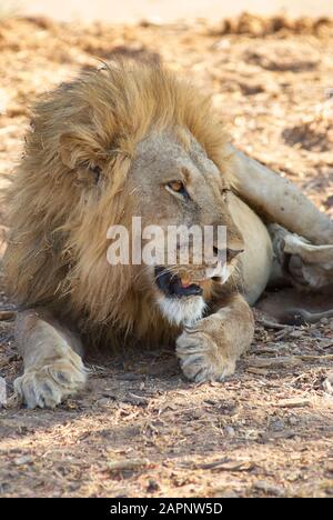 Un jeune lion, ayant sa sieste digestive Banque D'Images