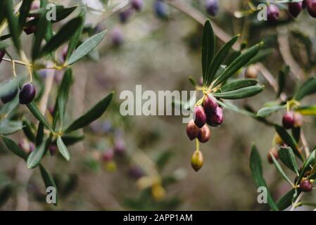 Olives sur l'olivier, Chypre, hiver. Mise au point douce, bokeh Banque D'Images