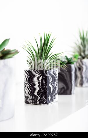 Collection de succulentes géométrique marbré semoirs avec de belles petites plantes succulentes sur plateau blanc contre mur blanc. Décoration de la vie Banque D'Images