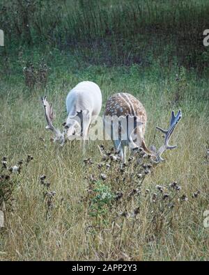 Deux stags, un cerf commun et un cerf de fautoriser blanc, pacage dans un pré en début de soirée au milieu de l'été. Banque D'Images