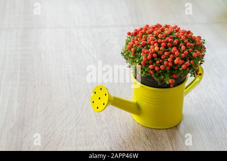 Petite Fleur d'ornement rouge à jaune dans un beeds arrosoir. Nertera granadensis. Coral bead plante. Coussin Pin-usine. Mousse de corail. Larmes de bébé. Banque D'Images