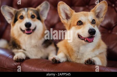 Deux chiens corgi mignon sur un canapé