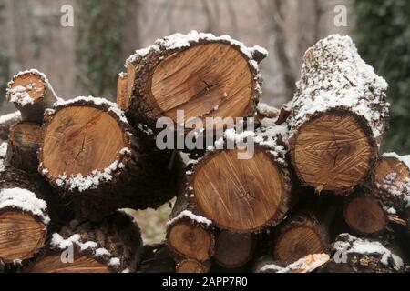 Pile de bois haché recouverte de neige fraîche Banque D'Images