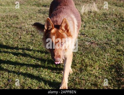 Chien Loup sauvage dans la nature Banque D'Images