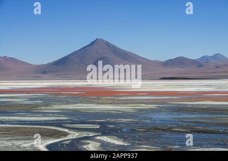 Flamants Dans Laguna Colorada , Uyuni, Bolivie. Magnifique paysage de Laguna Colorada Banque D'Images