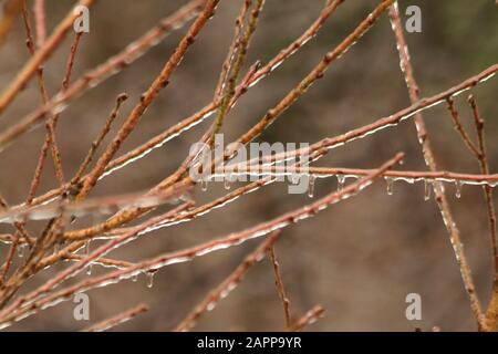 Les branches d'arbres couverts de glace Banque D'Images