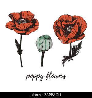 Illustration vectorielle de fleur de pavot rouge. Illustration de Vecteur