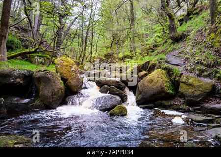 Un ruisseau qui coule sur les rochers dans les bois anciens. Burbage Brook, Padley Gorge, Derbyshire, Peak District National Park, Angleterre, Royaume-Uni Banque D'Images