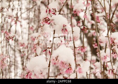 Neige fraîche sur une cerisier en fleurs Banque D'Images