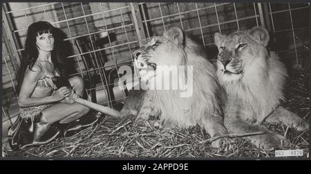 Stripteashow avec des lions À Partir du 1er décembre 1967 dans le Moulin Rouge à la danse de cabaret à Thorbeckeplein Amsterdam la danseuse Cleopatra à stripteakedancer se produit avec deux lions. Cleopatra est néerlandais, et est le premier dans notre pays à réaliser un spectacle de striptease avec deux lions Date: 23 novembre 1967 lieu: Amsterdam, Noord-Holland mots clés: Burlesque, danseurs, animaux, lions, striptease Nom personnel: Cleopatra Banque D'Images