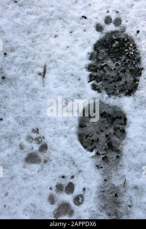 Empreintes de l'homme et du chien sur neige fraîche Banque D'Images