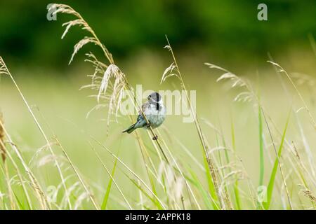 Bondes Reed mâles (Nom scientifique : Emberiza schoeniclus) perchées sur une tige d'herbe dans un habitat naturel de lit à roseau. Vers la gauche. Paysage. Espace de copie Banque D'Images