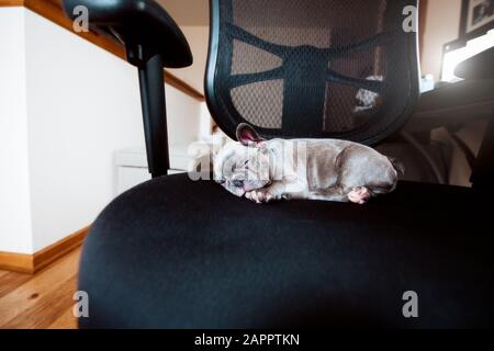 Chiot bourdogue français dormant sur une chaise de bureau Banque D'Images