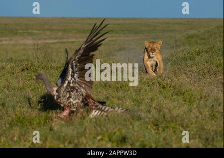 Lioness (Panthera leo) qui court à la vautour à dos blanc (Gyps africanus) sur carcasse, Seronera, Serengeti National Park, Tanzanie Banque D'Images