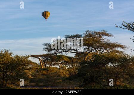 Baloon à air chaud en vol au-dessus des acacias, Ndutu, Ngorongoro conservation Area, Serengeti, Tanzanie Banque D'Images