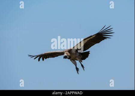 Vautour à dos blanc (Gyps africanus) en vol, Seronera, Parc National Serengeti, Tanzanie Banque D'Images