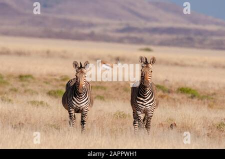 Paire de zèbres de montagne de hartmann (Equus zébra hartmannae), concession Palmwag, Damaraland, Namibie Banque D'Images