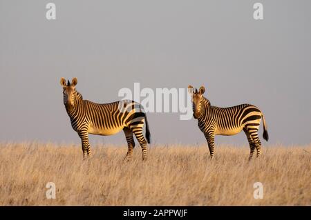 Paire de zèbres de montagne de hartmann (Equus zébra hartmannae), concession Palmwag, Damaraland, Namibie Banque D'Images