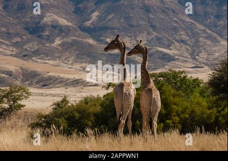 Paire de girafes (Giraffa camelopardalis), Parc national de la Côte du squelette, Namibie Banque D'Images