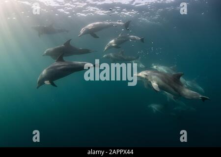 Les grands dauphins Banque D'Images